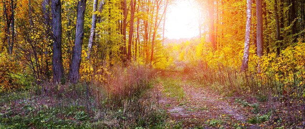 Autunno dorato nella foresta. Bosco autunnale con alberi colorati e una strada al tramonto