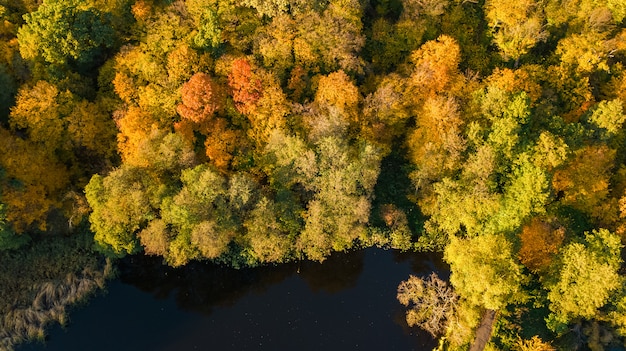 Autunno dorato, veduta aerea della foresta con alberi gialli e paesaggio del lago dall'alto