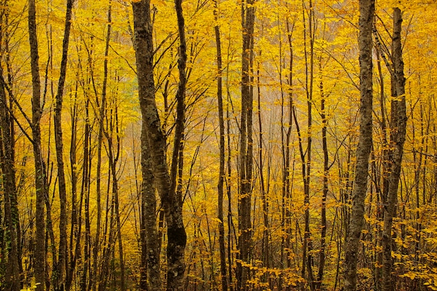 Autunno e autunno paesaggio forestale in Georgia. Alberi e foglie di colore autunnale. Superfici arancioni e gialle.