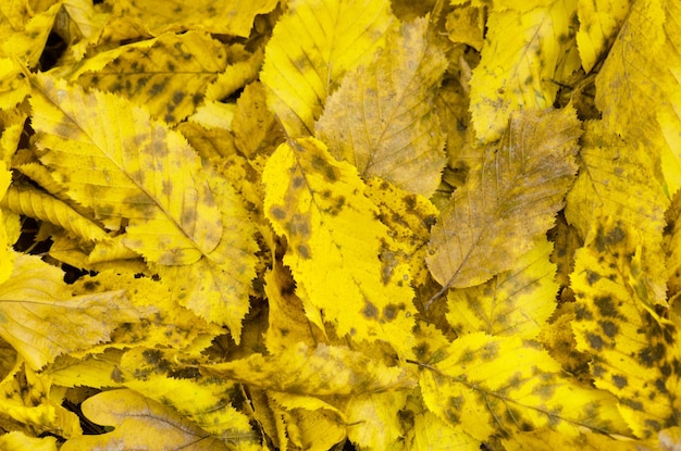 Autunno fogliame soleggiato sfondo autunnale Colorful belle foglie di autunno texture Fogliame colorato nei boschi soleggiati