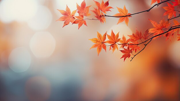 Autunno foglie di acero sfondo di acero