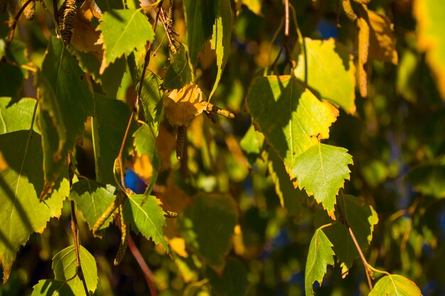 Autunno foglie gialle betulla