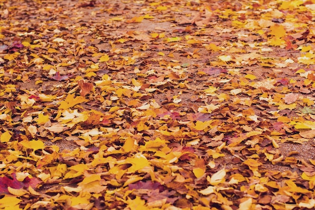 Autunno foglie gialle e rosse Contesto e trama Autunno colorato