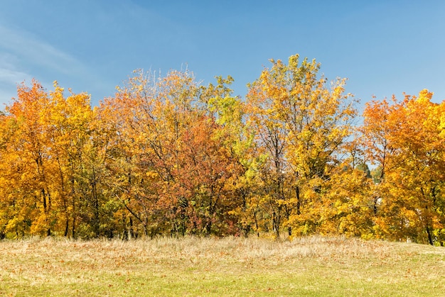 Autunno. Foresta d'autunno d'oro contro il cielo blu