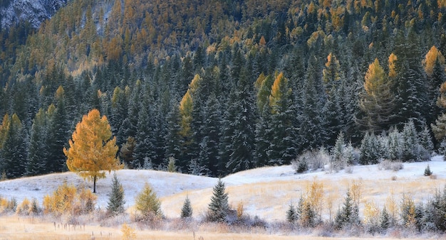 Autunno foresta gelo neve Altai paesaggio bellissima natura