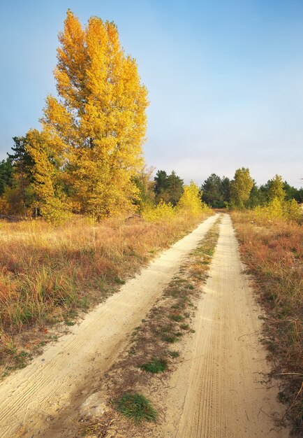 Autunno. Foresta in autunno. Alberi e foglie d'autunno alla luce del sole. Scena autunnale