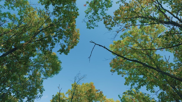 Autunno foresta sfondo quercia foglie autunnali contro il cielo blu bellissimo sfondo all'aperto