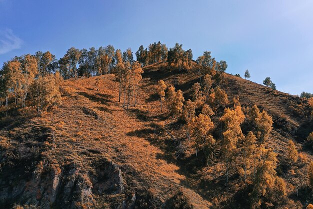 autunno foresta taiga vista dal drone, alberi gialli paesaggio natura caduta