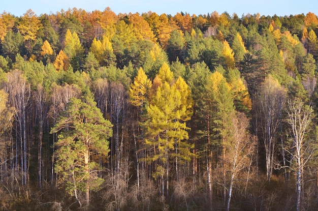 autunno foresta