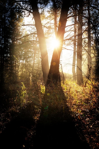 autunno foresta