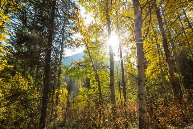 autunno foresta