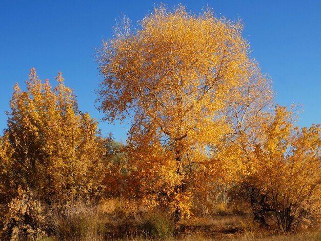 autunno foresta