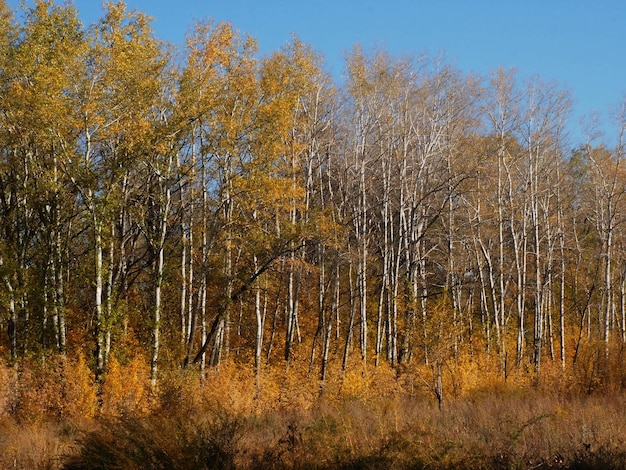 autunno foresta