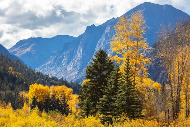 Autunno giallo colorato in Colorado, Stati Uniti. Stagione autunnale.