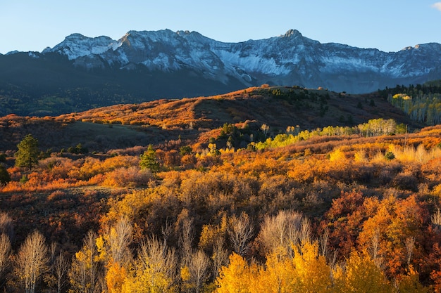 Autunno giallo colorato in Colorado, Stati Uniti. Stagione autunnale.