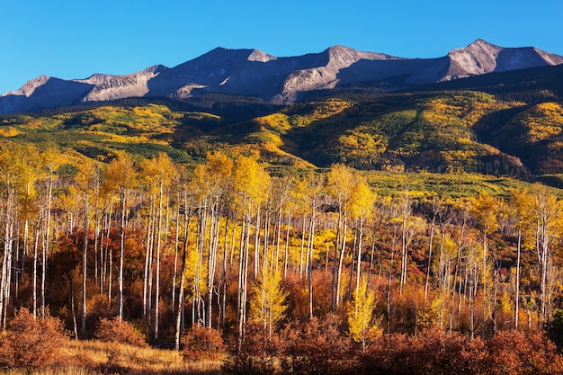 Autunno giallo colorato in Colorado, Stati Uniti. Stagione autunnale.