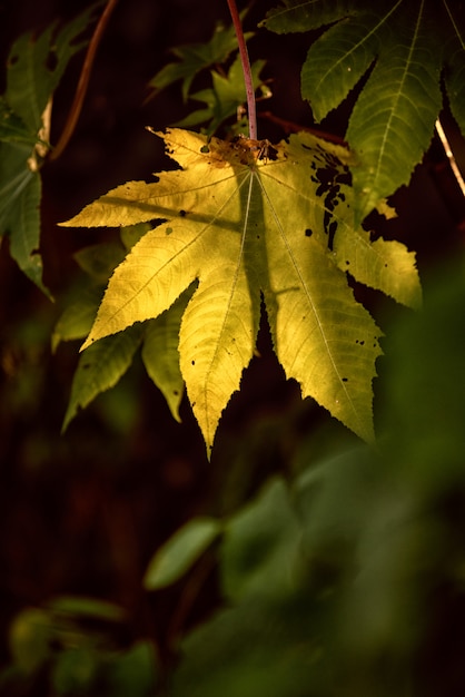 Autunno giallo lascia sul sole