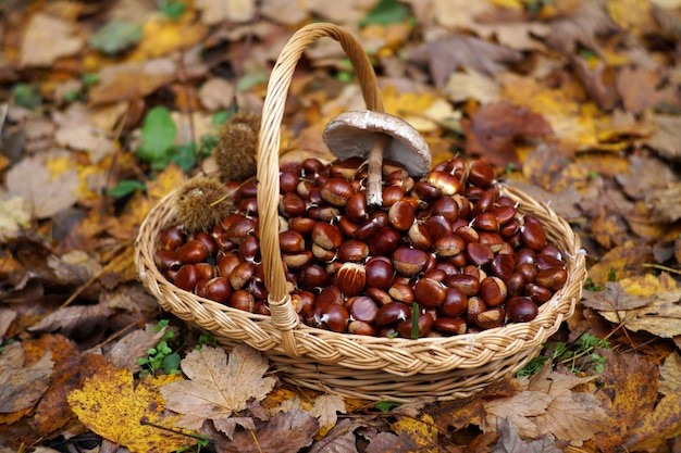 Autunno in Calabria Italia