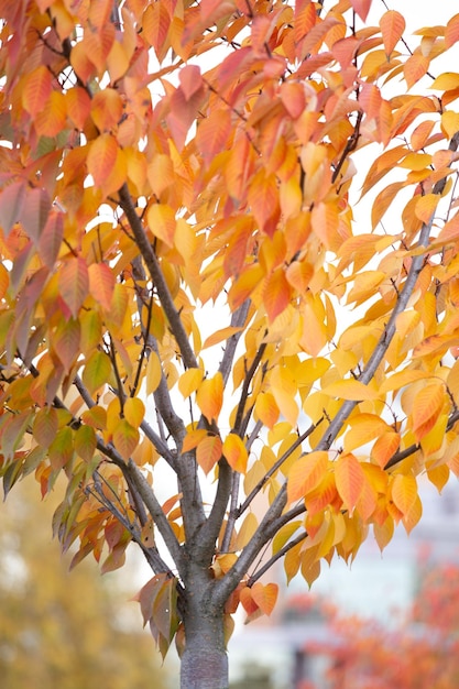 Autunno in città