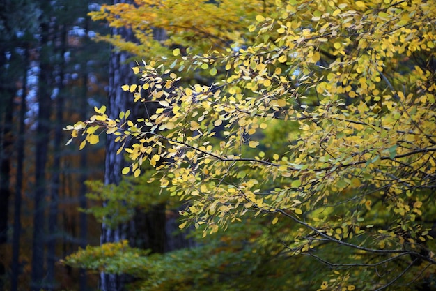 Autunno in Italia Calabria