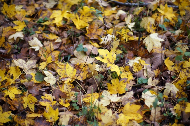 Autunno in Italia Calabria