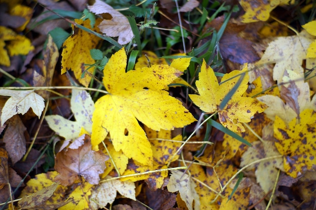 Autunno in Italia Calabria