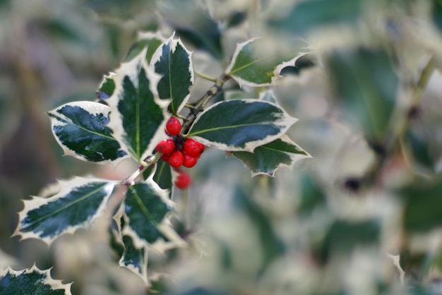 Autunno in italia foglie d'autunno pianta di agrifoglio