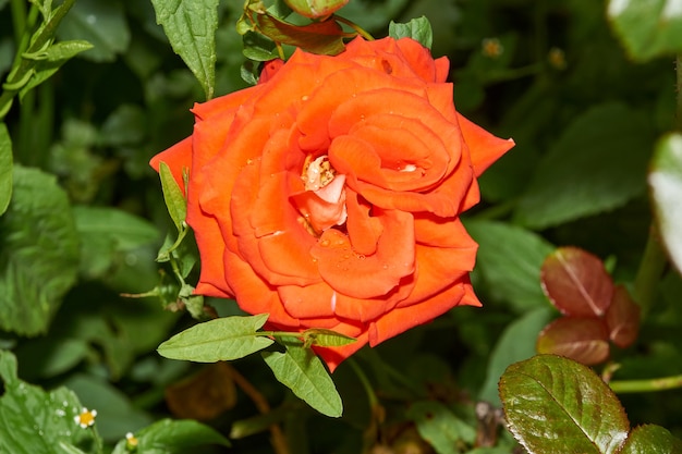 Autunno. Le rose sono sbocciate nel giardino di una casa di campagna.