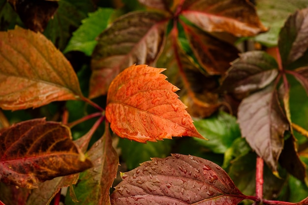 Autunno multicolore delle foglie di acero