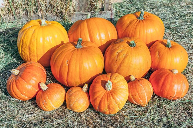 Autunno naturale vista autunnale zucca su sfondo di fattoria ecologica. Carta da parati ispiratrice di ottobre o settembre. Cambio di stagione, concetto di cibo biologico maturo. Festa di Halloween Giorno del Ringraziamento.