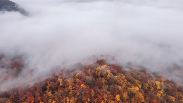 Autunno nel bosco di montagna