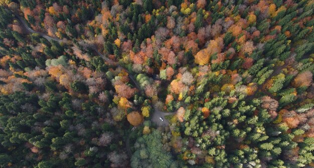 Autunno nel bosco di montagna