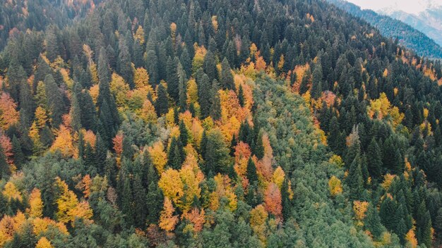 Autunno nel bosco di montagna