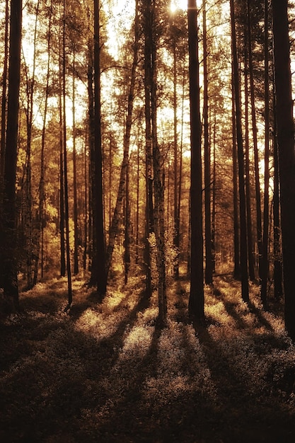 autunno nel paesaggio della foresta di conifere, vista astratta della foresta gialla autunnale, natura bellissima