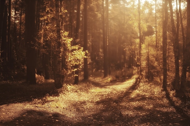 autunno nel paesaggio della foresta di conifere, vista astratta della foresta gialla autunnale, natura bellissima