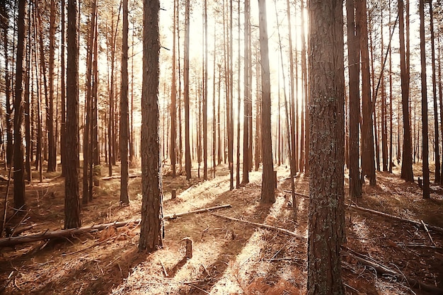 autunno nel paesaggio della foresta di conifere, vista astratta della foresta gialla autunnale, natura bellissima