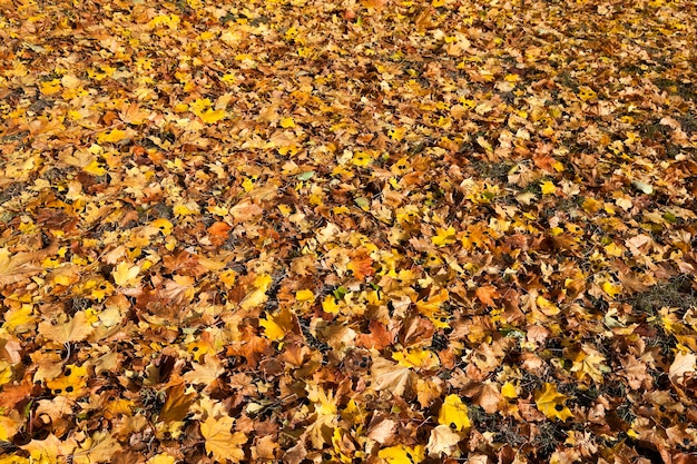 Autunno nel parco - alberi e fogliame fotografati in autunno, il luogo - un parco,