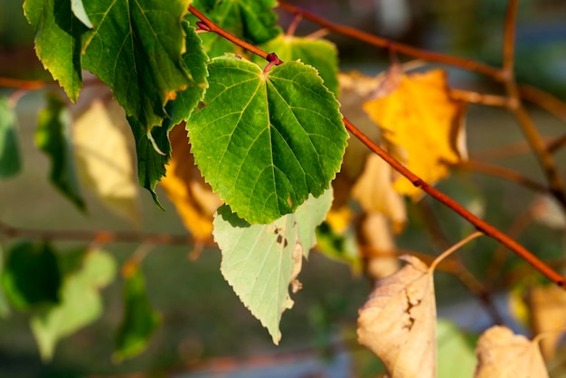 autunno nel parco