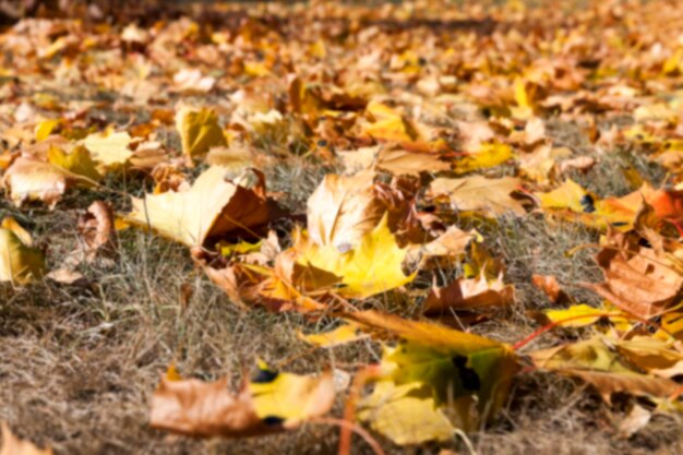 autunno nel parco