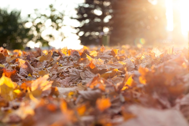 autunno nel parco