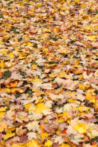 autunno nel parco