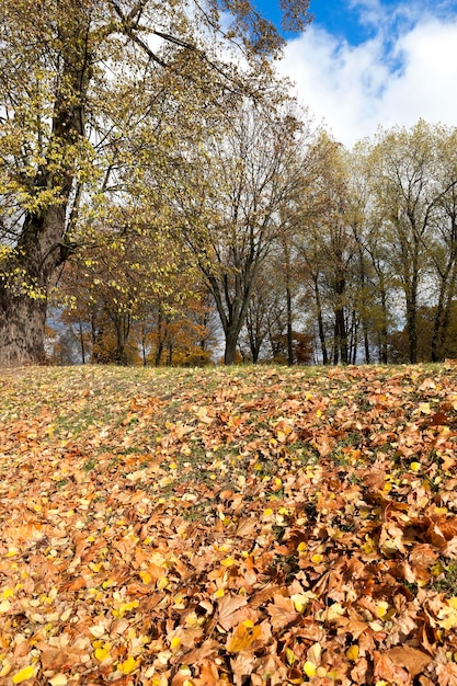 autunno nel parco