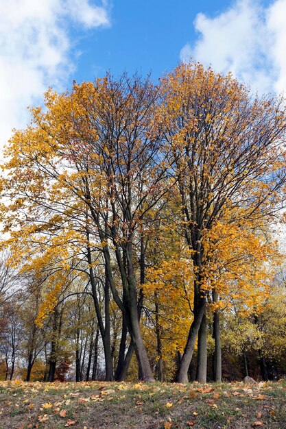 autunno nel parco