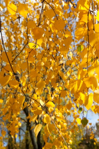 autunno nel parco