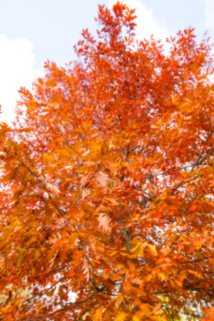 autunno nel parco