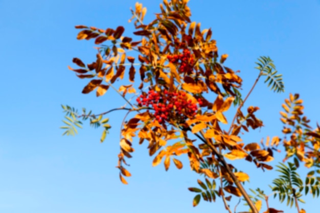 autunno nel parco