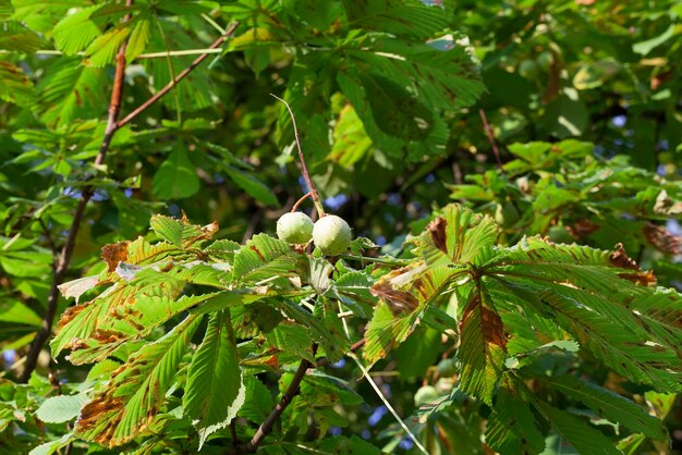 autunno nel parco