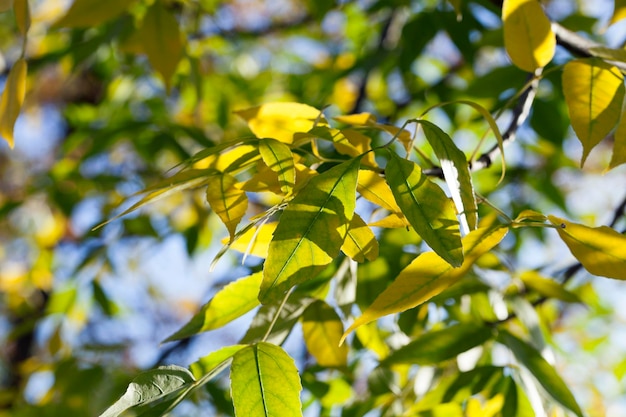 autunno nel parco