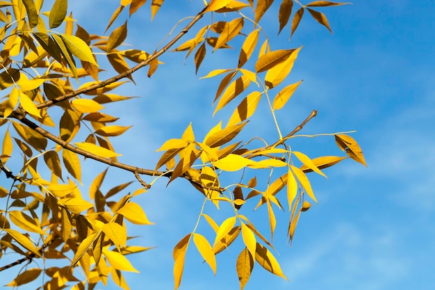 autunno nel parco