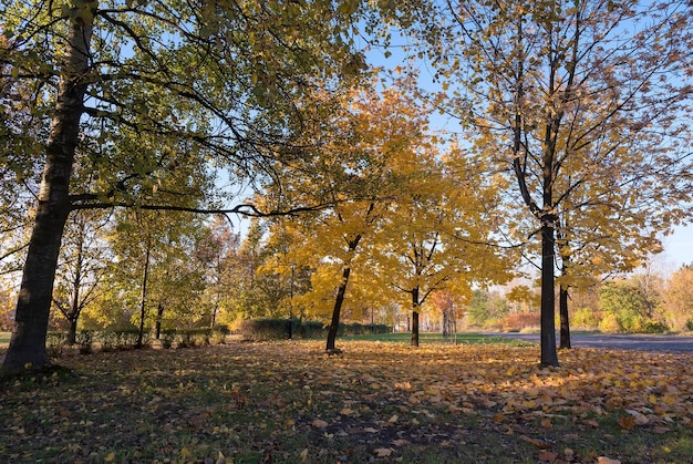 autunno nel parco